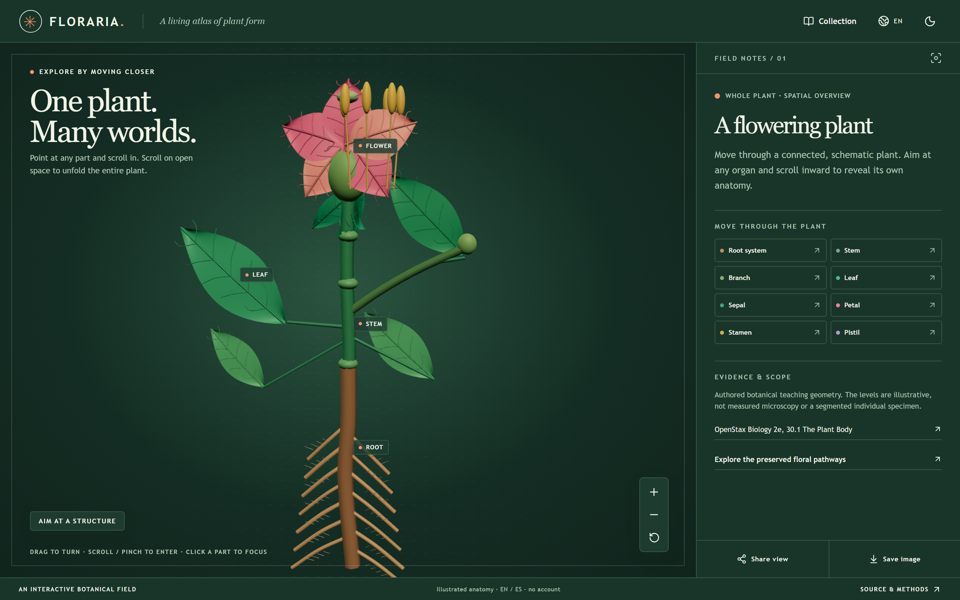 Floraria, the whole plant: aim at an organ and scroll inward to reveal its own anatomy
